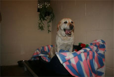 Plumtree Kennels Oswestry pet image Plumtree Kennels Oswestry pet image