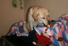 Plumtree Kennels Oswestry pet image Plumtree Kennels Oswestry pet image