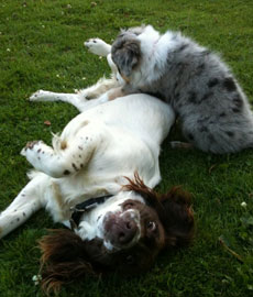 Plumtree Kennels Oswestry pet image Plumtree Kennels Oswestry pet image