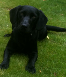 Plumtree Kennels Oswestry pet image Plumtree Kennels Oswestry pet image