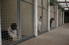 Plumtree Kennels Oswestry pet image Plumtree Kennels Oswestry pet image