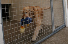 Plumtree Kennels Oswestry pet image